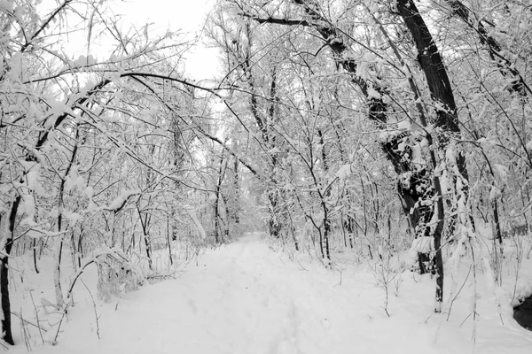 Paysage hivernal dans le parc — Photo