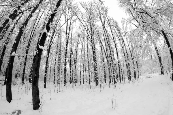 Paysage hivernal dans le parc — Photo