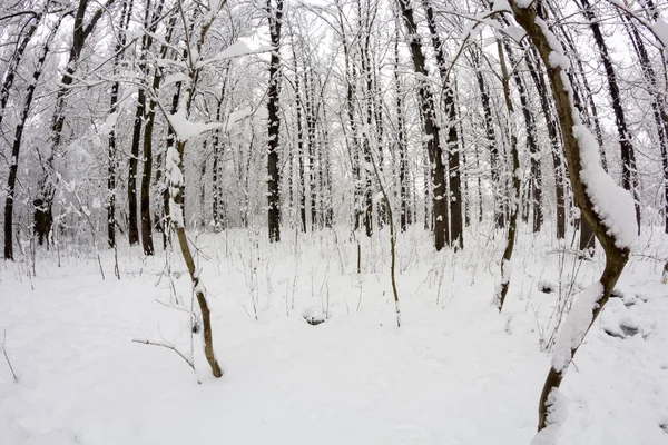 Paysage hivernal dans le parc — Photo