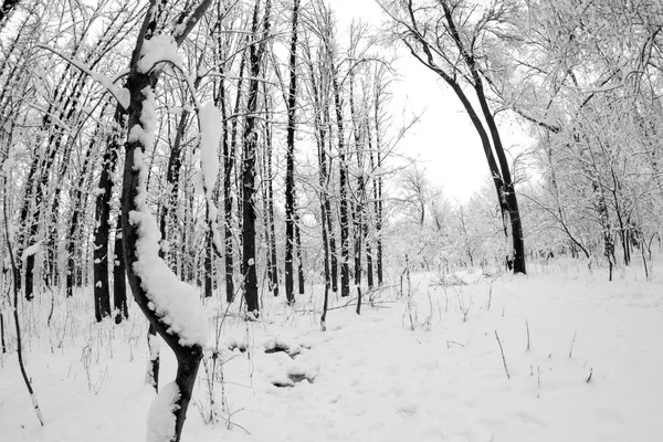 Paysage hivernal dans le parc — Photo