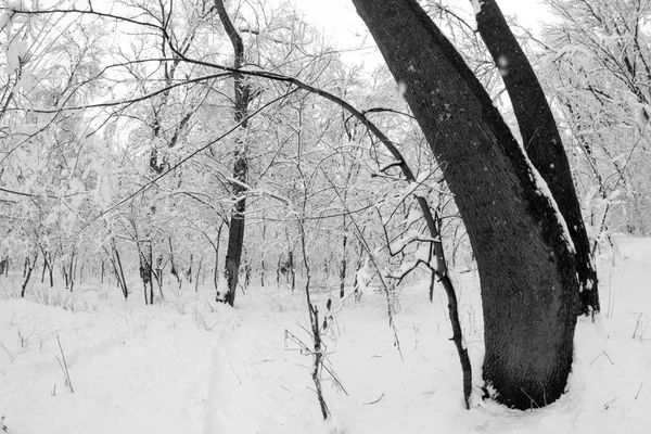 Paisaje invernal en el parque — Foto de Stock