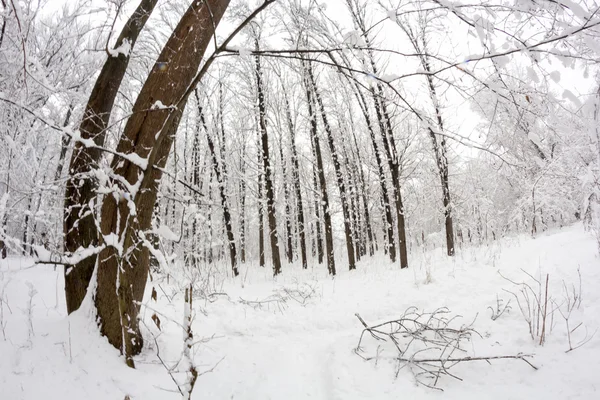 Paisaje invernal en el parque — Foto de Stock