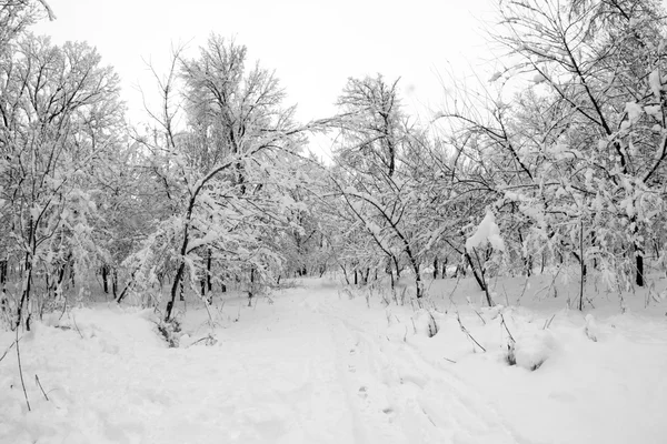 Paysage hivernal dans le parc — Photo