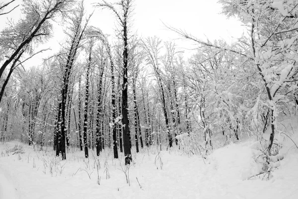 Winterlandschap in het park — Stockfoto