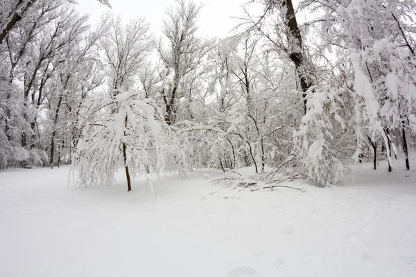 Paysage hivernal dans le parc — Photo