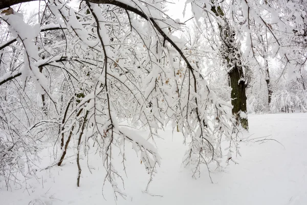 Winterlandschaft im Park — Stockfoto