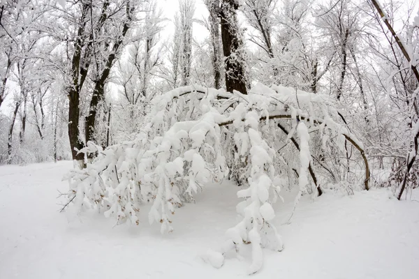 Paisaje invernal en el parque — Foto de Stock