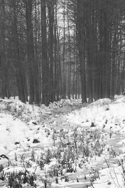 Paisagem de inverno no parque — Fotografia de Stock