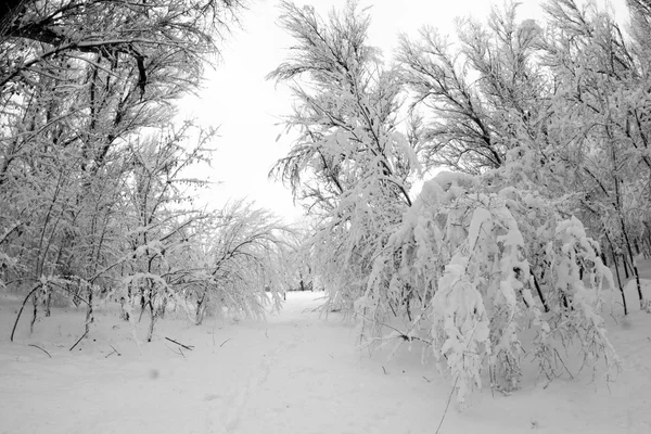 Зимовий пейзаж у парку — стокове фото