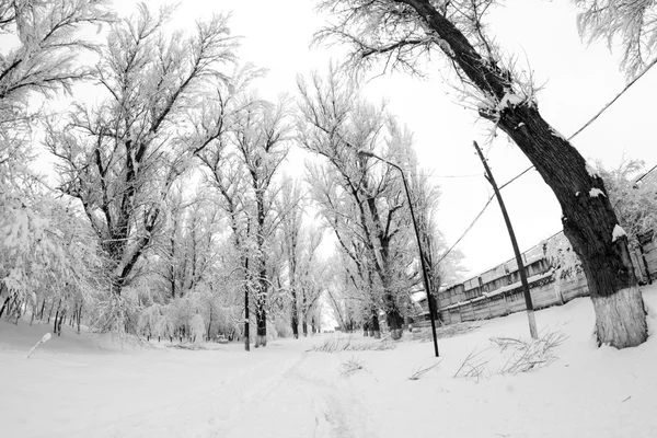 Paysage hivernal dans le parc — Photo