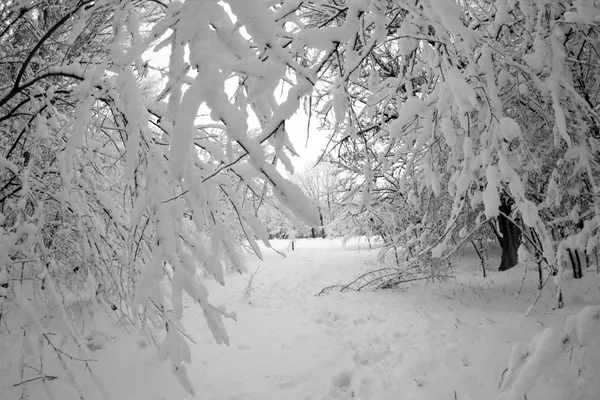 Paisagem de inverno no parque — Fotografia de Stock