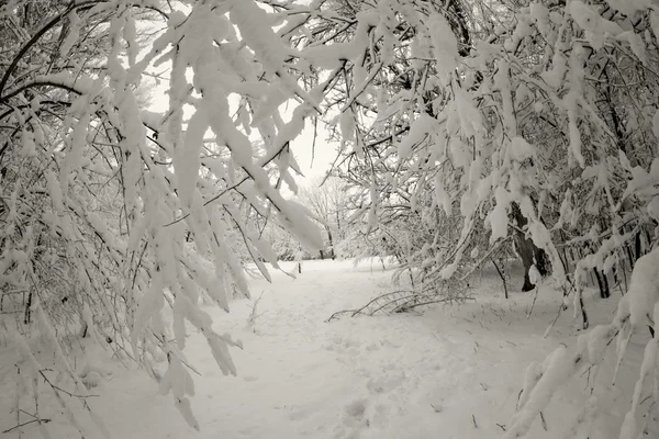 Paysage hivernal dans le parc — Photo