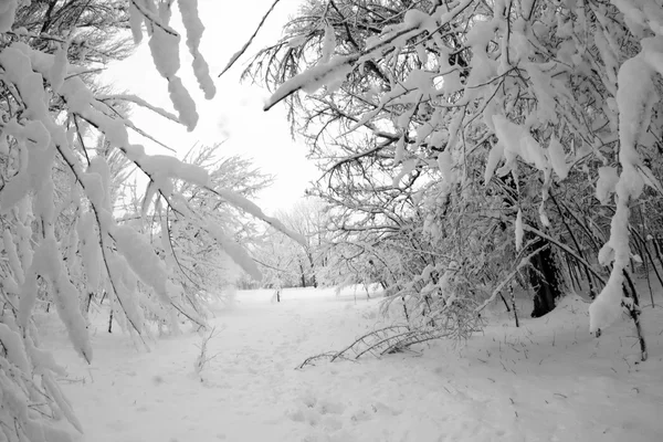 Paysage hivernal dans le parc — Photo