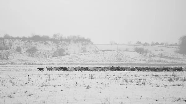 Countryside winter scene with goats — Stock Photo, Image