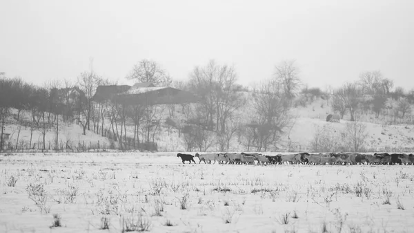 Cena de inverno no campo com cabras — Fotografia de Stock