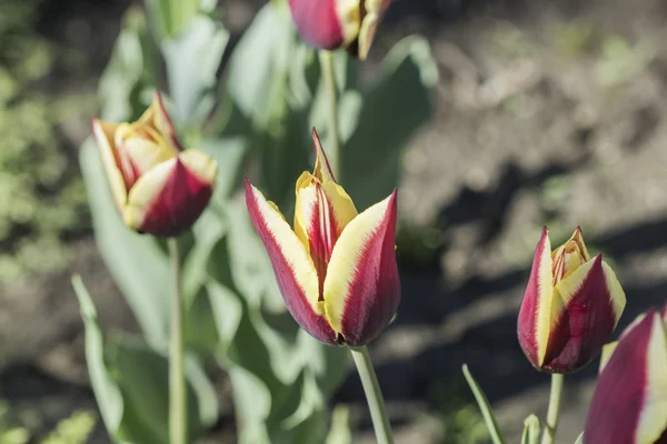 Tulipani viola e gialli con sfondo naturale — Foto Stock