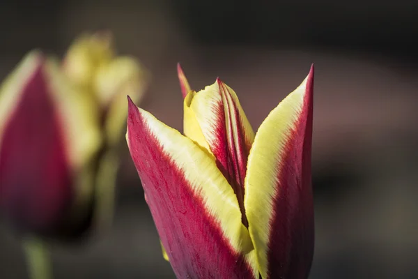 Violette und gelbe Tulpen mit natürlichem Hintergrund — Stockfoto