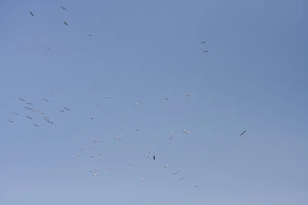 Пеликаны, летающие в дельте Дуная - Румыния — стоковое фото