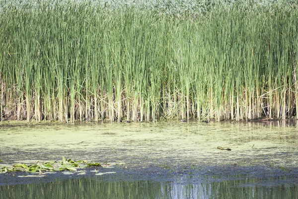 Danube Delta landscape - Romania — Stock Photo, Image