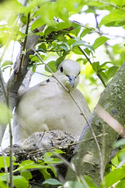 Mourning Doves (Zenaida macroura) on a tree branch — Stock Photo, Image