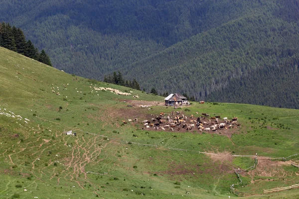 Paisaje de las montañas Bucegi, parte de los Cárpatos del Sur en Rumania — Foto de Stock