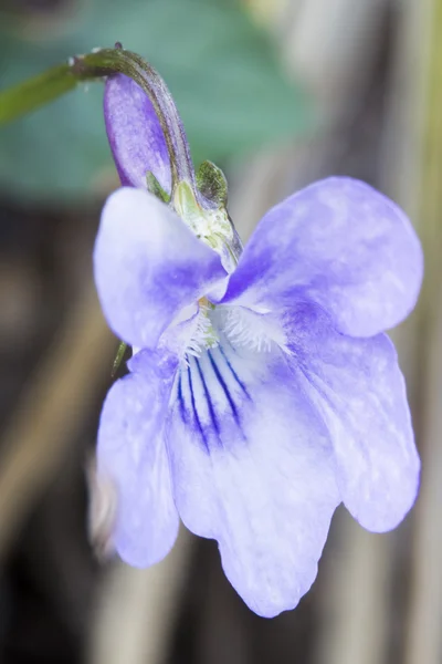 Fleur d'alto (Viola odorata) avec fond naturel — Photo