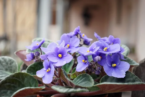 Güzel çiçekler detayları ile African violet (saint-paulia ionantha) — Stok fotoğraf