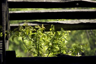 doğal zemin üzerine açık yeşil yaprakları  