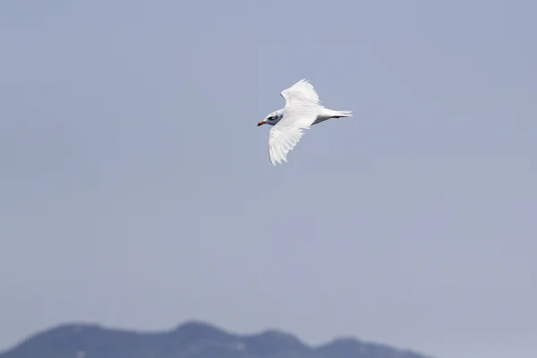 Witte meeuw vliegen over de blauwe zee — Stockfoto