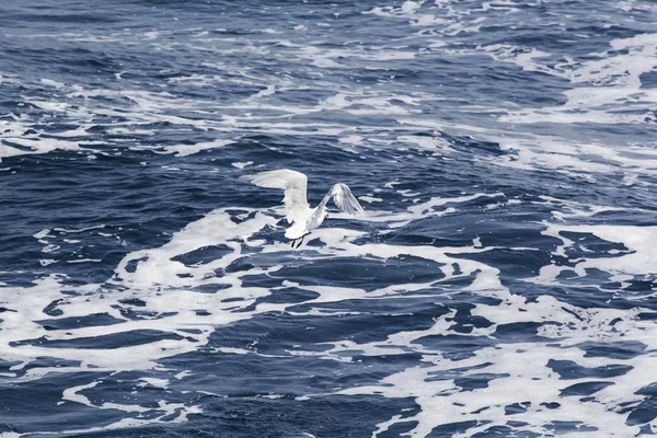 Gaviota blanca volando sobre el mar azul — Foto de Stock