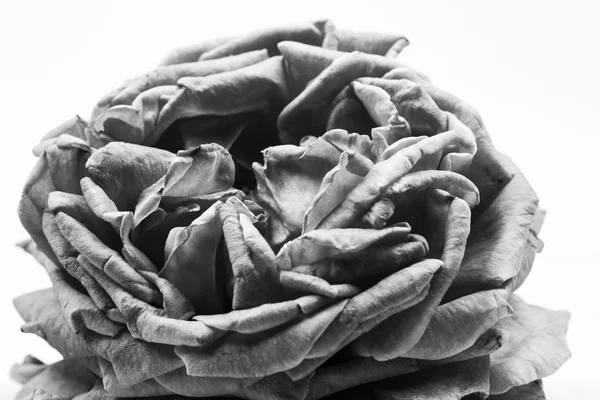 Noir et blanc, belles, délicates pétales de rose — Photo