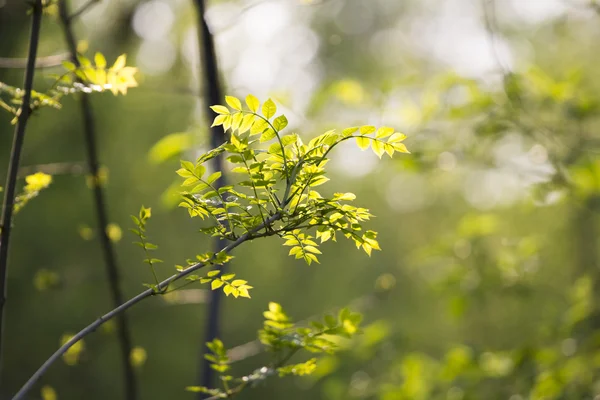 Lichtgroene bladeren op donkere groene, natuurlijke achtergrond — Stockfoto