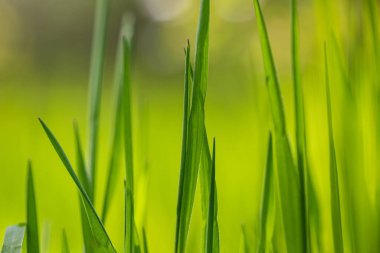 Baharda bahçede güzel detaylar. Yakın plan ve dokular