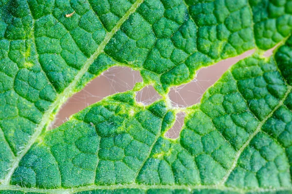 Hermosos Detalles Jardín Primavera Primer Plano Texturas —  Fotos de Stock