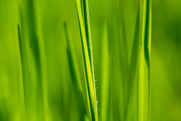 Beaux Détails Dans Jardin Printemps Gros Plan Textures — Photo