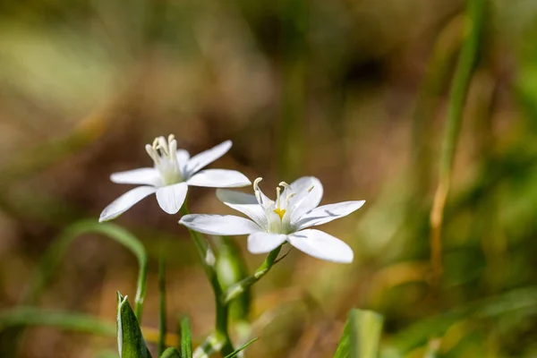 Trädgård Stjärna Betlehem Gräs Lilja Blomma Vacker Vår Stämning — Stockfoto