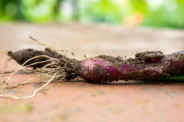 Dirty Onion Roots Rusty Surface — Stock Photo, Image