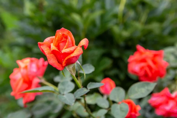 Hermosa Rosa Jardín —  Fotos de Stock