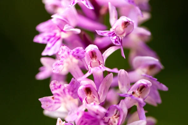 Fioletowa Dzika Orchidea Środowisku Naturalnym — Zdjęcie stockowe