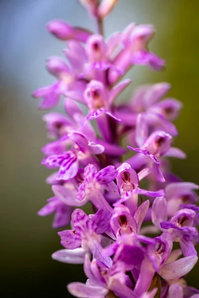 Purple Wild Orchid Natural Habitat — Stock Photo, Image