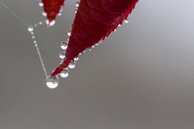 Bitkiler ve yapraklar su damlalarıyla