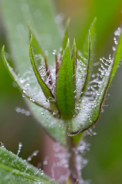 Rośliny Liście Kroplami Wody — Zdjęcie stockowe