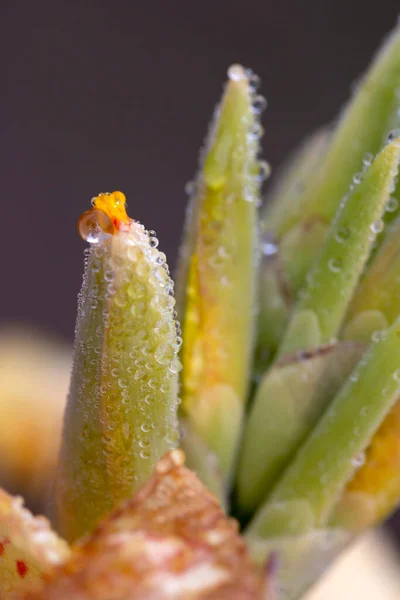 Piante Foglie Con Gocce Acqua — Foto Stock