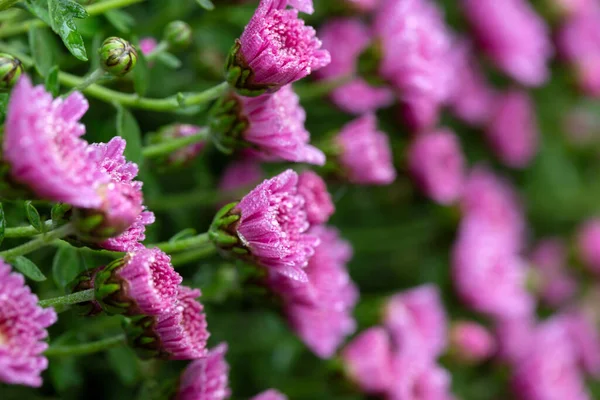 紫菊花和水滴 — 图库照片