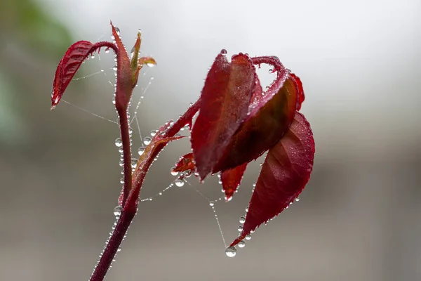 Rośliny Liście Kroplami Wody — Zdjęcie stockowe