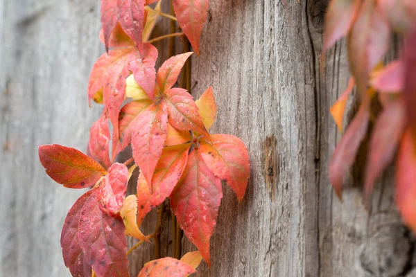 Virginia Creeper Parthenocissus Quinquefolia Autumn Wooden Fence — Stock Photo, Image