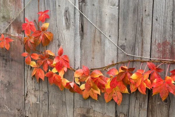 Virginia Creeper Parthenocissus Quinquefolia Autumn Wooden Fence — Stock Photo, Image