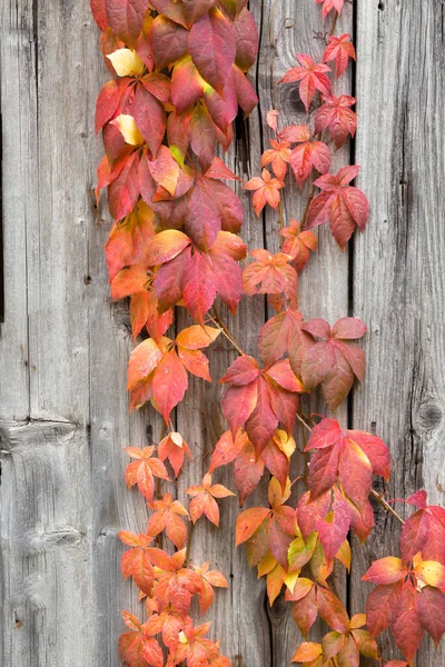 Virginia Enredadera Parthenocissus Quinquefolia Otoño Valla Madera — Foto de Stock