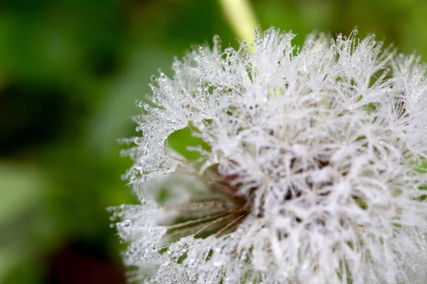 Dandelion Waterdrops Nature — Stock Photo, Image