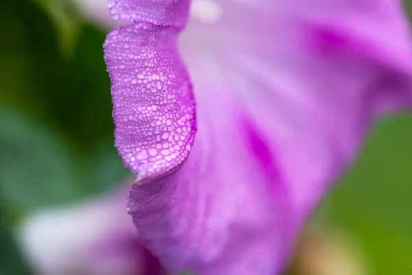 Pétalas Glória Manhã Roxa Com Gotas Água — Fotografia de Stock